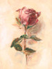 Painterly Rose Study I Poster Print - Ethan Harper