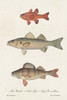 Species of Antique Fish II Poster Print - Unknown
