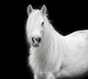 Equine Portrait V Poster Print - PHBurchett