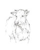 Bovine Quick Study II Poster Print - Ethan Harper