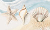 Ocean Oasis Shells Poster Print - Patricia Pinto