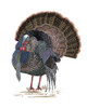 Turkey Study II Poster Print - Melissa Wang