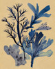 Underwater Forest I Poster Print - Melissa Wang