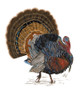 Turkey Study I Poster Print - Melissa Wang
