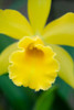 Garden Array II Poster Print - Laura DeNardo