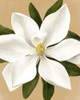 Magnolia on Gold II Poster Print - Grace Popp