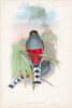 Gould Tropical Birds IV Poster Print - John Gould