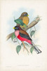 Gould Tropical Birds VIII Poster Print - John Gould