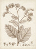 Antique Sepia Botanicals IV Poster Print - Unknown