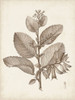 Antique Sepia Botanicals V Poster Print - Unknown