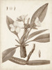Antique Sepia Botanicals II Poster Print - Unknown