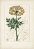 Antique Turpin Botanical VI Poster Print - Turpin