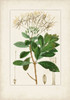 Antique Turpin Botanical II Poster Print - Turpin