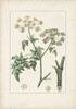 Antique Turpin Botanical IX Poster Print - Turpin