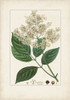Antique Turpin Botanical V Poster Print - Turpin