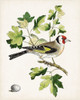 Antique Bird-Botanical and Egg III Poster Print - Unknown