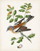 Antique Bird-Botanical and Egg II Poster Print - Unknown