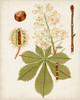 Antique Leaves VIII Poster Print - Unknown