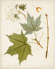 Antique Leaves VII Poster Print - Unknown