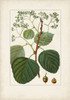 Antique Turpin Botanical IV Poster Print - Turpin