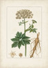 Antique Turpin Botanical I Poster Print - Turpin