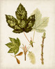 Antique Leaves V Poster Print - Unknown