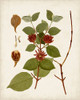 Antique Leaves II Poster Print - Unknown