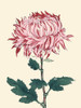 Chrysanthemum Woodblock IV Poster Print - Unknown