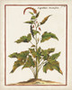 Munting Botanicals VI Poster Print - Abraham Munting