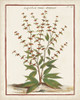 Munting Botanicals III Poster Print - Abraham Munting