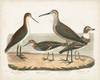 Waterbird Trio II Poster Print - Alexander Wilson