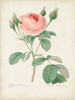 Vintage Redoute Roses VI Poster Print - Pierre Redoute