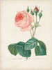 Vintage Redoute Roses I Poster Print - Pierre Redoute