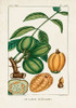 Turpin Foliage and Fruit IV Poster Print - Turpin
