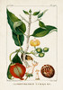 Turpin Foliage and Fruit III Poster Print - Turpin