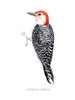 Watercolor Woodpecker III Poster Print - Grace Popp