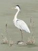 Heron on Sage Green I Poster Print - Patricia Pinto ()