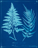 Cyanotype Ferns V Poster Print - Unknown