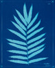 Cyanotype Ferns III Poster Print - Unknown