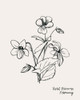 Annual Flowers II Poster Print - Grace Popp