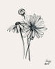 Annual Flowers IV Poster Print - Grace Popp