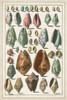 Grand Seba Shells I Poster Print - Albertus Seba
