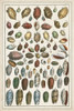 Grand Seba Shells VI Poster Print - Albertus Seba