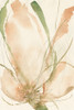 Petal Sketches II Poster Print - Jennifer Goldberger