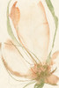 Petal Sketches I Poster Print - Jennifer Goldberger