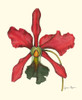 Majestic Orchid IV Poster Print - Jennifer Goldberger