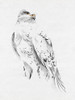 Gyrfalcon II Poster Print - Melissa Wang