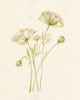 Blush Lace I Poster Print - Jennifer Goldberger