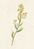 Delicate Yellow I Poster Print - Jennifer Goldberger