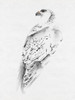 Gyrfalcon I Poster Print - Melissa Wang